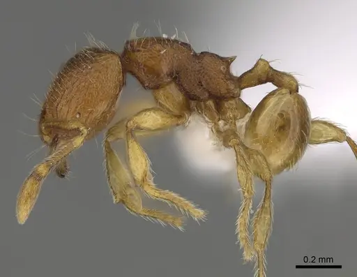 Carebara silvestrii - CASENT0914215