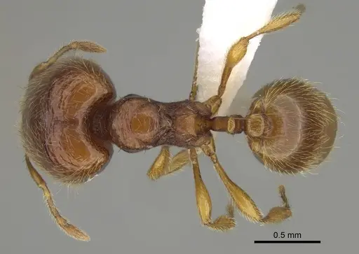 Carebara silvestrii - CASENT0914216