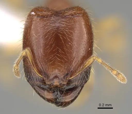 Carebara silvestrii - CASENT0914216