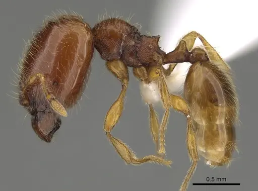 Carebara silvestrii - CASENT0914216