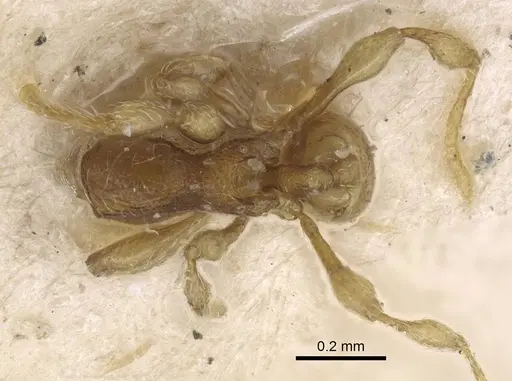 Carebara silvestrii - CASENT0917023