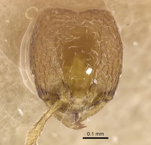 Carebara silvestrii - CASENT0917023