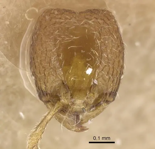 Carebara silvestrii - CASENT0917023