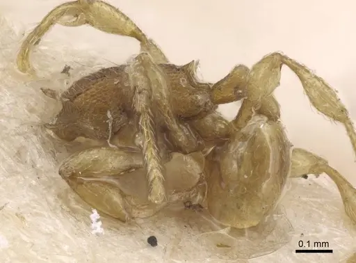 Carebara silvestrii - CASENT0917023