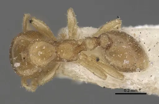 Carebara similis specimen