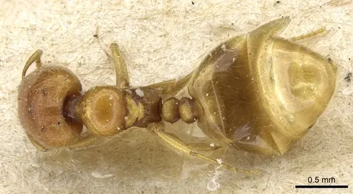 Carebara sodalis specimen
