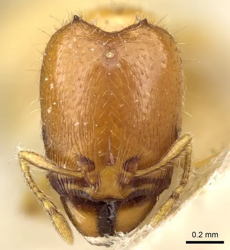 Carebara sodalis specimen