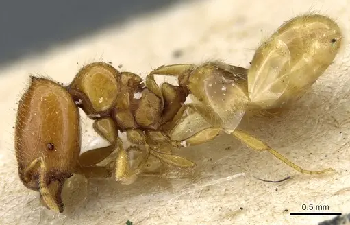 Carebara sodalis specimen