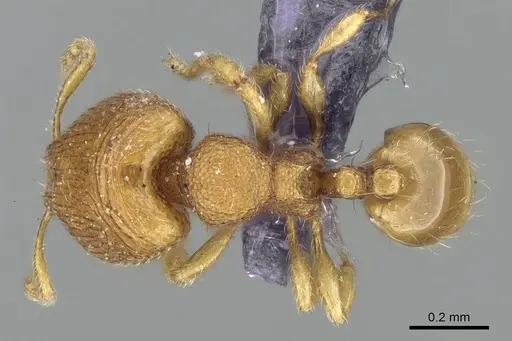 Carebara spinata specimen
