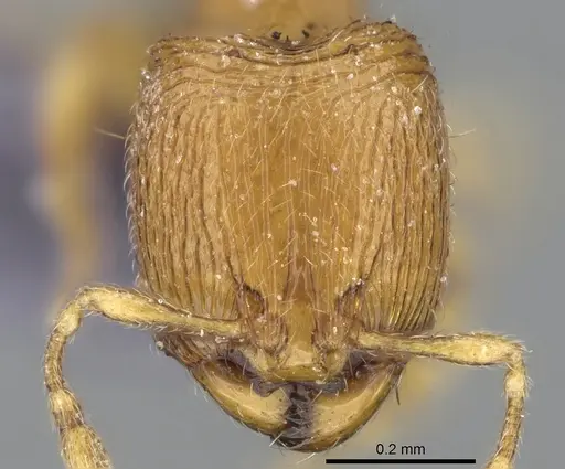 Carebara spinata specimen