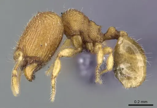 Carebara spinata specimen