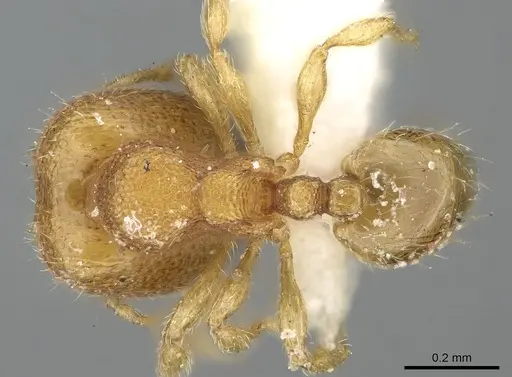 Carebara spinata - CASENT0906100