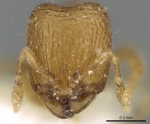 Carebara spinata - CASENT0906100