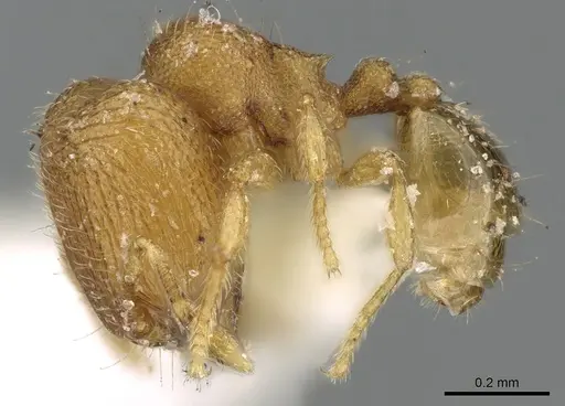 Carebara spinata - CASENT0906100