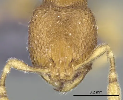 Carebara spinata - CASENT0906101