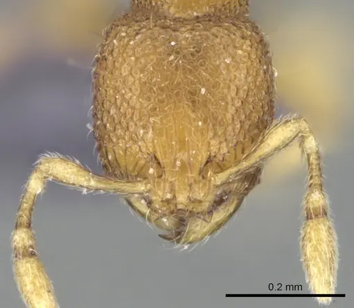 Carebara spinata - CASENT0906101