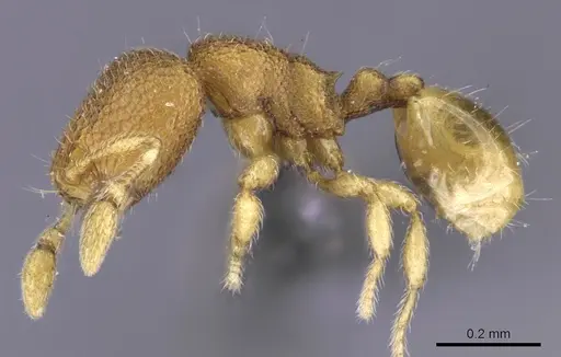 Carebara spinata - CASENT0906101