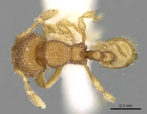 Carebara spinata - CASENT0906102