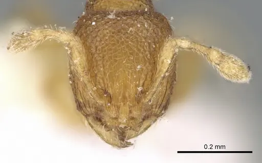 Carebara spinata - CASENT0906102