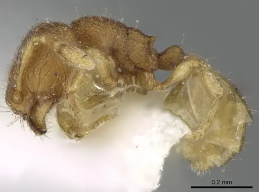 Carebara spinata - CASENT0906102