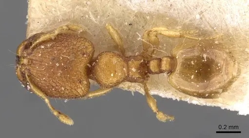 Carebara sublatro specimen