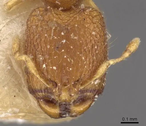 Carebara sublatro specimen