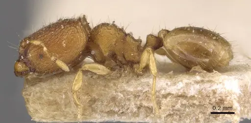 Carebara sublatro specimen