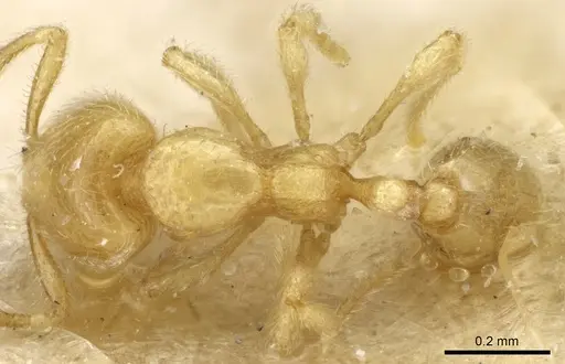 Carebara subreptor specimen