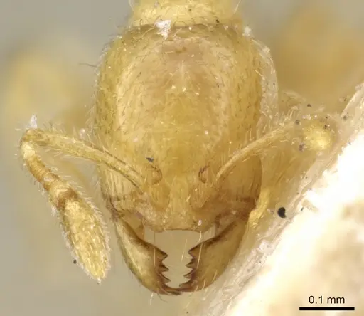 Carebara subreptor specimen