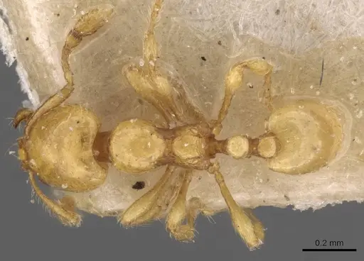 Carebara sundaica specimen