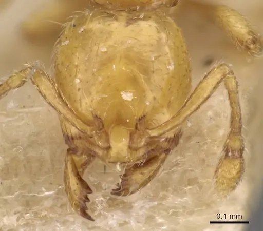 Carebara sundaica specimen