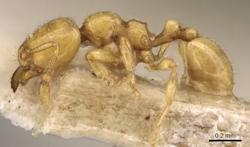 Carebara sundaica specimen