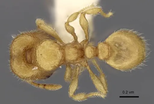 Carebara tana specimen