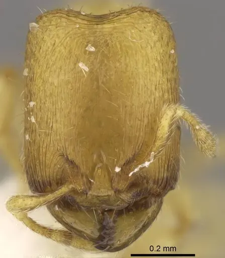 Carebara tana specimen