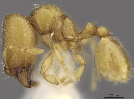 Carebara tana specimen