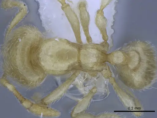 Carebara tana - CASENT0437708