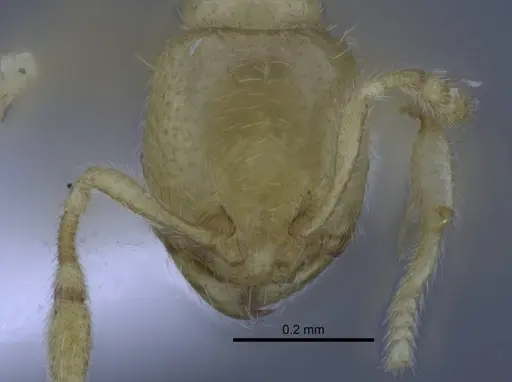 Carebara tana - CASENT0437708