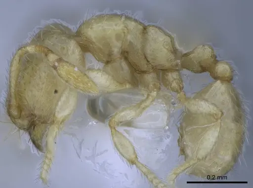 Carebara tana - CASENT0437708