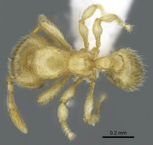 Carebara tana - CASENT0438084