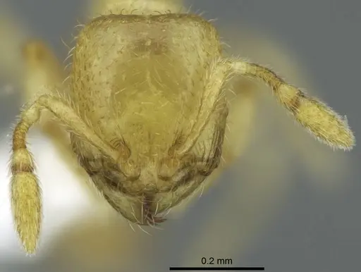 Carebara tana - CASENT0438084