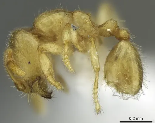 Carebara tana - CASENT0438084