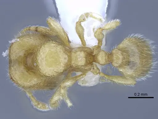 Carebara tana - CASENT0438090