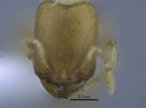 Carebara tana - CASENT0438090