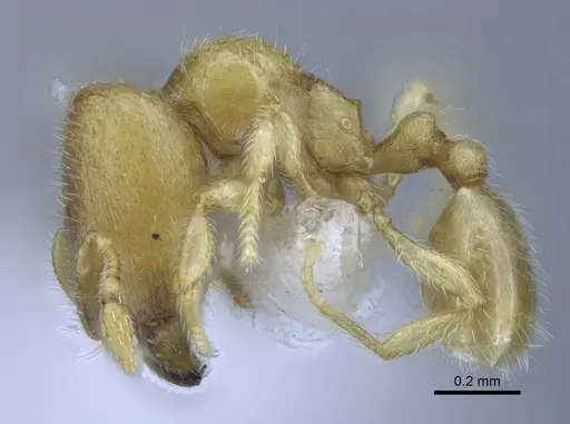 Carebara tana - CASENT0438090