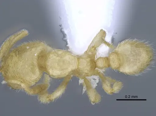 Carebara tana - CASENT0438096