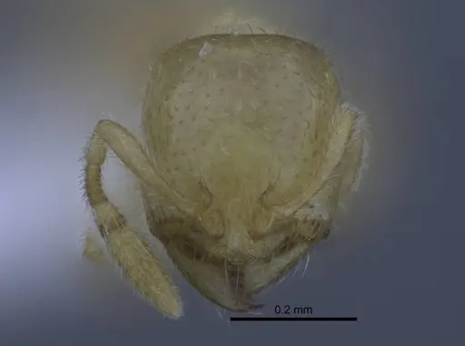 Carebara tana - CASENT0438096