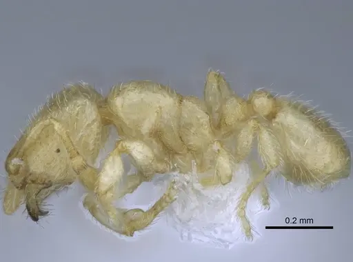 Carebara tana - CASENT0438096