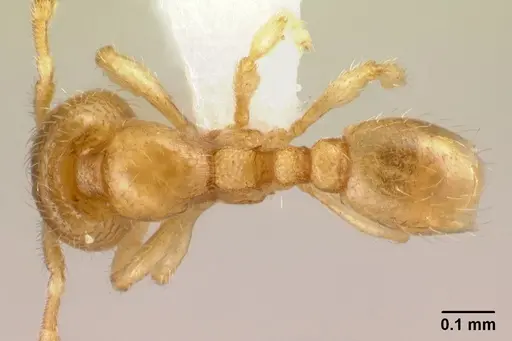 Carebara tana - CASENT0438184