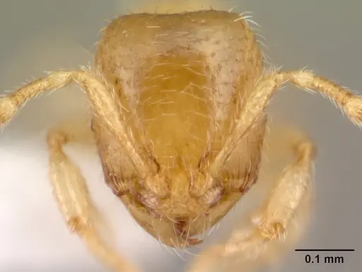 Carebara tana - CASENT0438184