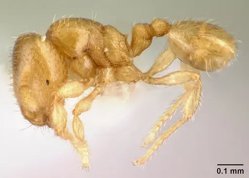 Carebara tana - CASENT0438184